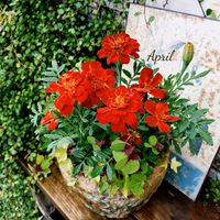 マリーゴールド,寄せ植え,可愛い,庭の花,癒しの画像