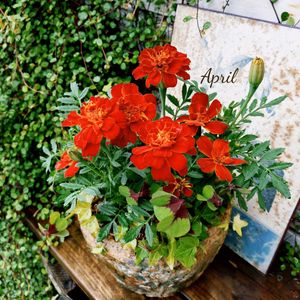 マリーゴールド,寄せ植え,可愛い,庭の花,癒しの画像