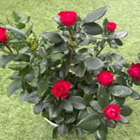 バラ,ミニバラ ゼプティ,小さな庭の画像