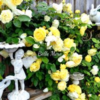 バラ,薔薇・ベルメール,可愛い,庭の花,癒しの画像