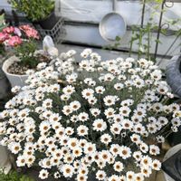 ローダンセマム,ローダンセマム・アフリカンアイズ,ローダンセマムアフリカンアイズ,鉢植えの画像