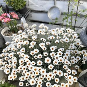 ローダンセマム,ローダンセマム・アフリカンアイズ,ローダンセマムアフリカンアイズ,鉢植えの画像