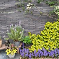 アジュガ,クリスマスローズ,クレマチス,シロタエギク,ツルマサキの画像