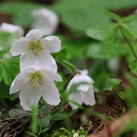 カタバミ,山野草,癒し,繋がりに感謝✨,ミラーレス一眼の画像