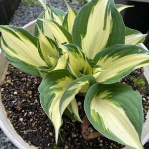 ホスタ(ファイヤーアンドアイス),鉢植え,緑が好きの画像