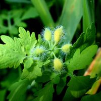 アマリリス,クサノオウ,コレオプシス ソランナ,レセダ(モクセイソウ),キュンキュン乙女倶楽部の画像