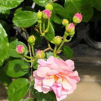 バラ,つるバラ コーネリア,日向,ばら バラ 薔薇,小さな庭の画像