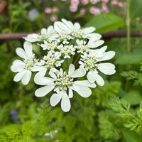 オルレア,ナチュラルガーデン,こぼれ種,お庭の花たち,花と暮らすの画像