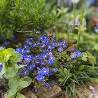 プルモナリア,ベロニカ・オックスフォードブルー,ユーフォルビア,地植え,お花のある暮らしの画像
