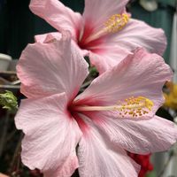 ハイビスカス,ハイビスカス,ハイビスカス,ハイビスカス,鉢植えの画像