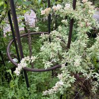 コデマリ,コデマリ ピンクアイス,八重咲きコデマリの画像