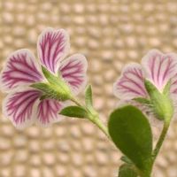 オノエマンテマ,カーペットカスミソウ,満開,可憐,後ろ姿の画像