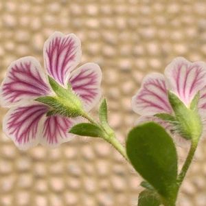 オノエマンテマ,カーペットカスミソウ,満開,可憐,後ろ姿の画像