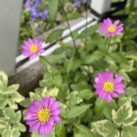 ミヤコワスレ,山野草,放置栽培,神奈川県,山野草大好き協会の画像