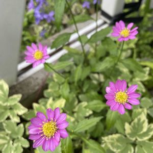 ミヤコワスレ,山野草,放置栽培,神奈川県,山野草大好き協会の画像