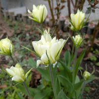 クリスマスローズ,チューリップ,ムスカリ,北海道,いやされるの画像