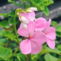 ゼラニウム,ピンク,２０２５年同期の画像