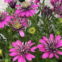 オステオスペルマム,鉢植え,ネコ好き,花のある暮らし,冬越しの画像