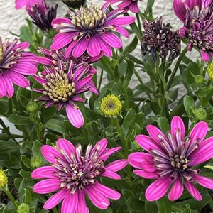 オステオスペルマム,鉢植え,ネコ好き,花のある暮らし,冬越しの画像