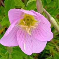 ジャーマンアイリス,ヒルザキツキミソウ,ヤグルマギク,公園,２０２０年５月同期の画像