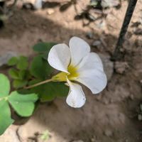 オキザリス,月桂樹,コデマリ（小手毬）,ハナミズキ（花水木）,今日の庭の花々の画像