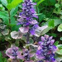 アジュガ,姫ウツギ,ロータス プリムストーン,ナチュラルガーデン,お花のある生活の画像