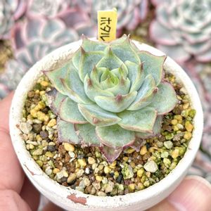 エケベリア　ホタル,エケベリア 蛍,成長記録  ホタル,LED栽培,神奈川タニラーの画像