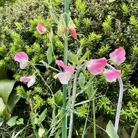 アマリリス,スイートピー,チューリップ,ラベンダー,ピエールドゥロンサールの画像