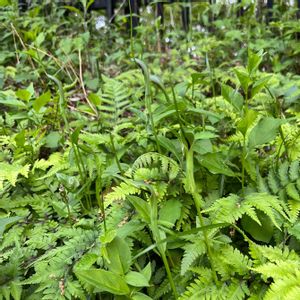 カラスビシャク,散歩,道端の草花,雑草,山野草の画像
