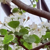 ヒメリンゴ,姫林檎の木,姫りんごの花,姫りんごの街路樹,「横浜大天后宮」の画像