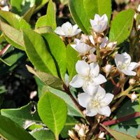 シャリンバイ,シャリンバイの画像