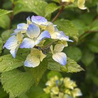 コバノズイナ,コバノズイナ,ブラックベリー,ブラックベリー,群舞の画像