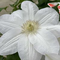 クレマチス,クレマチス,クレマチス,クレマチス,クレマチス白雪姫の画像