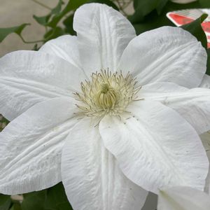 クレマチス,クレマチス,クレマチス,クレマチス,クレマチス白雪姫の画像