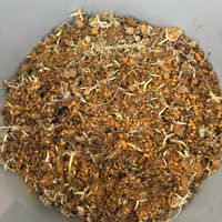 鷺草,鷺草,準絶滅危惧種,おうち園芸,庭の画像