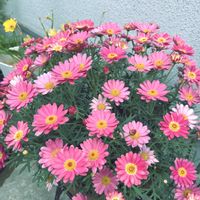 マーガレット,マーガレットシンプリーコーラル,鉢植え,ガーデニング,ピンクの花の画像