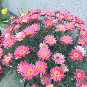マーガレット,マーガレットシンプリーコーラル,鉢植え,ガーデニング,ピンクの花の画像