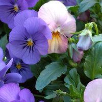 ゼラニウム,パンジー・ビオラ,庭の画像