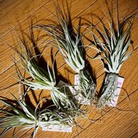 ガルドネリー,チランジア属,リベンジ,エアープランツ/チランジア,DAISO産の画像