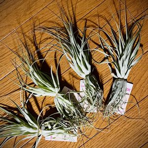 ガルドネリー,チランジア属,リベンジ,エアープランツ/チランジア,DAISO産の画像