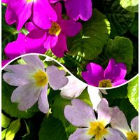 プリムラ,東北人花の会,庭の画像