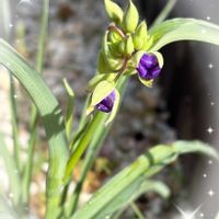 シロタエギク,マツバウンラン,ムラサキツユクサ,ヤブコウジ,タチイヌノフグリの画像