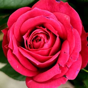 ミニバラ,東北人花の会の画像