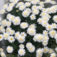 ガーベラ,スズラン,マーガレット,ベロニカ・オックスフォードブルー,PW マーガレット　バニラボネットの画像