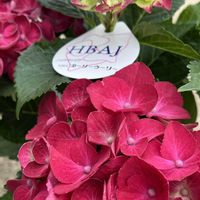 ズッキーニ,カラーピーマン,白ナス,カーリーウーリー（紫陽花）,ホワとろナスの画像