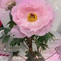 グレコマ,コデマリ,シャクナゲ,ボタン,ピンク牡丹の画像