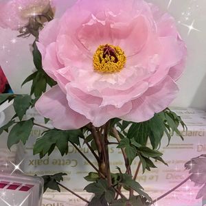 グレコマ,コデマリ,シャクナゲ,ボタン,ピンク牡丹の画像