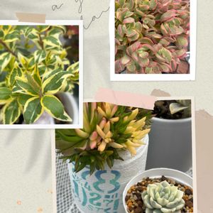 カメレオン錦,アトランティス,爪蓮華錦,ウエストレインボー,斑入りキャットテールの画像