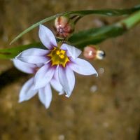 ニワゼキショウ,桑の実,カラスノエンドウ,ヘラオオバコ,ヒメコバンソウ.の画像