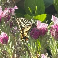 ラベンダー,フレンチラベンダー,花と生き物,庭の画像